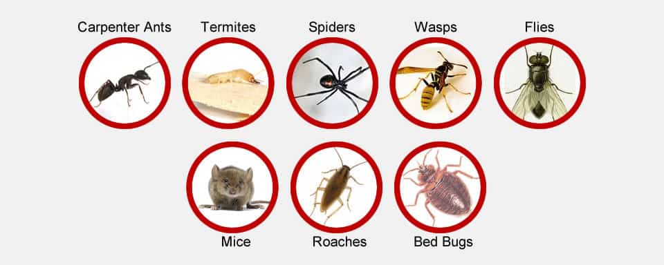Pest Control Services in Negombo